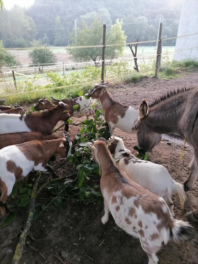 Zuruck Zur Natur - Urlaub Im Zirkuswagen, Sommeratelier Oder Schindelwagen Adenbach エクステリア 写真